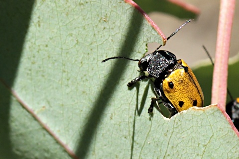 Leaf Beetle (Cryptocephalus sp) (Cryptocephalus sp)
